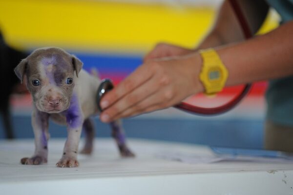 Veterinari a Sesto San Giovanni